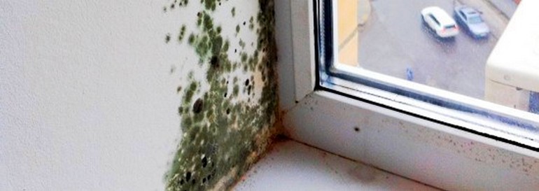 Плесень и грибок на стенах квартиры или дома - как выявить и.